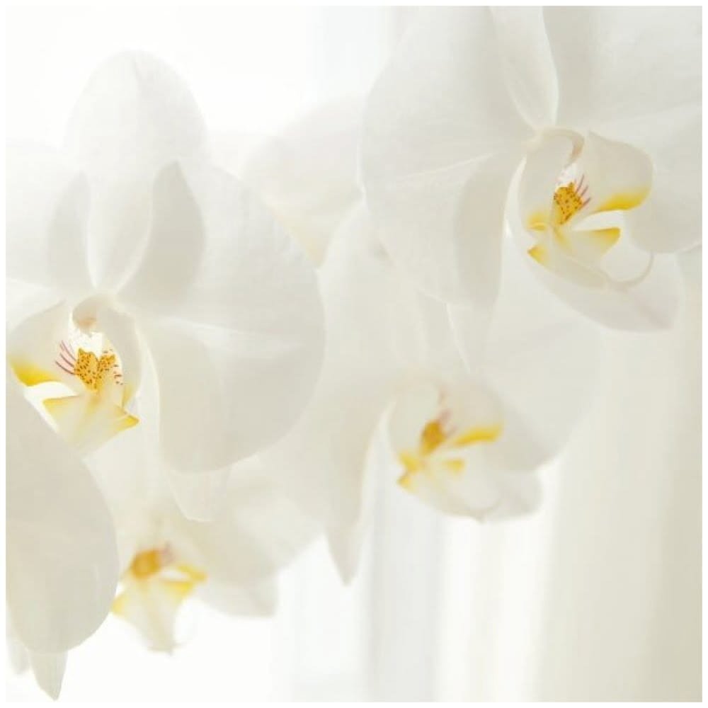 orchideju ekstraktas